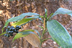 Dracaena terniflora